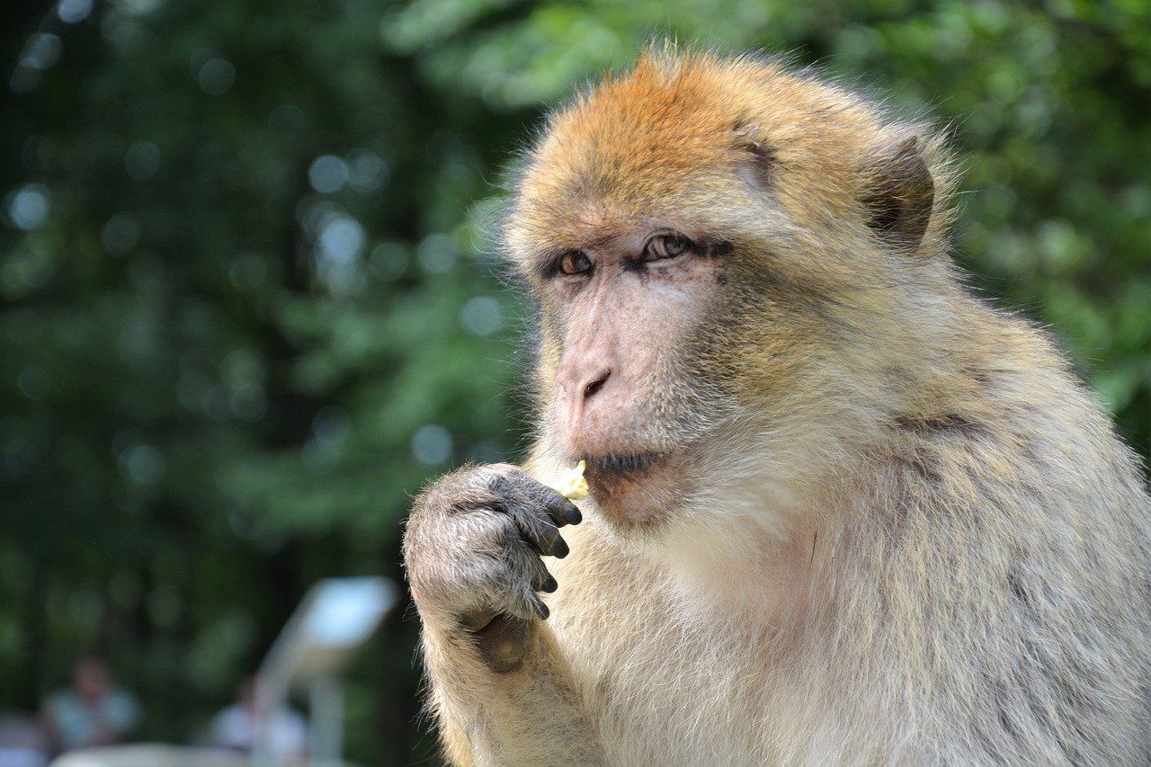 CHINA: The Monkey B Virus And Death Of The Veterinarian