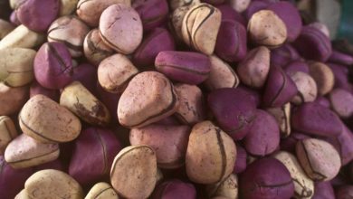 Health Benefits And Importance Of Kola Nut To The Human Body