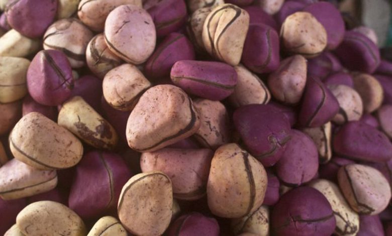 Health Benefits And Importance Of Kola Nut To The Human Body
