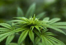 6 Crucial Factors To Consider While Buying THC-O Products