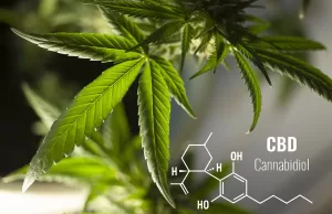 What Role Do High-Quality CBD Products Play In Your Life? What Role Do High-Quality CBD Products Play In Your Life?